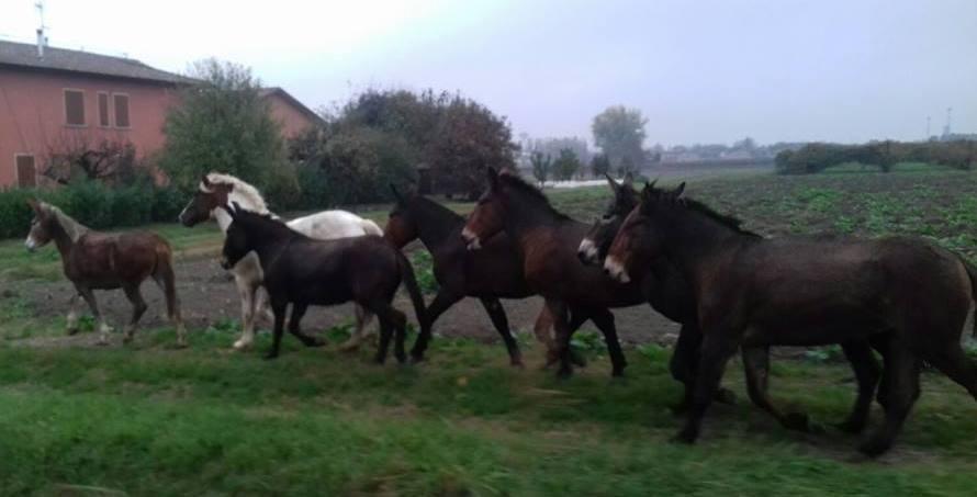 Cavalli fuggono dal loro recinto e vanno a spasso per il paese 