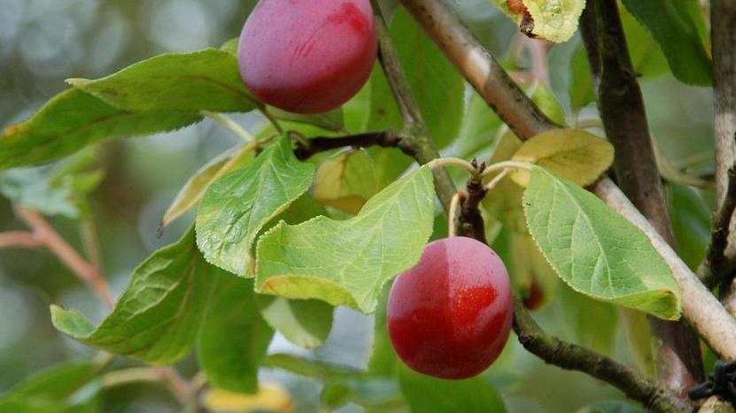 Biricoccola/ Vellutata come l’albicocca, con una polpa che ricorda la susina