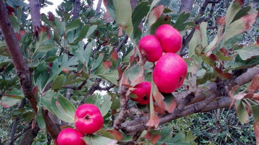 Azzeruola/ Una piccola mela da mangiare fresca o come confettura