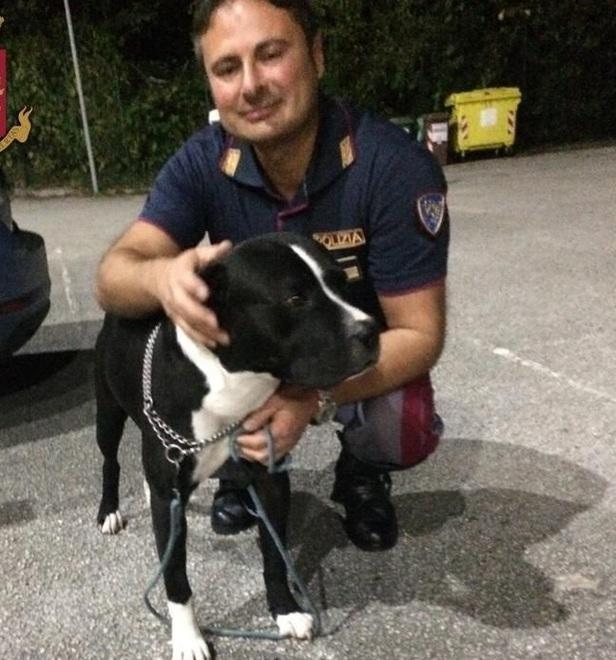 Teneva un pitbull a guardia della droga nascosta nell’auto 