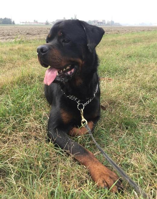 «Il canile è pieno di cani difficili: a volte basterebbe recuperarli» 