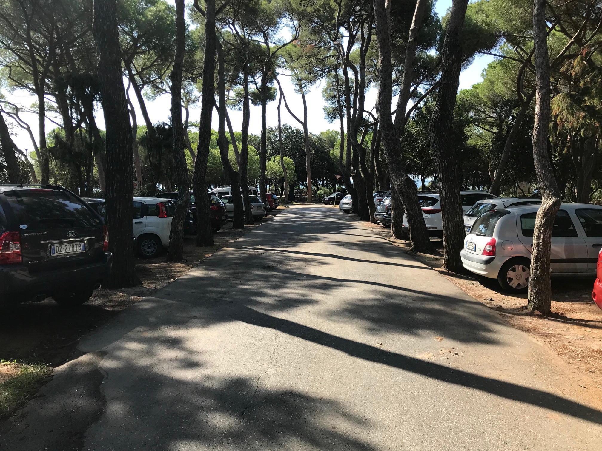 Auto parcheggiate nella pineta di Castiglioncello