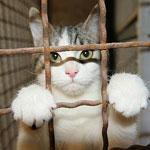 Sequestrano gatto e chiedono il riscatto