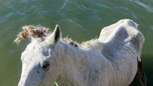 Cavalli abbandonati in Valle Tutto nelle mani del magistrato