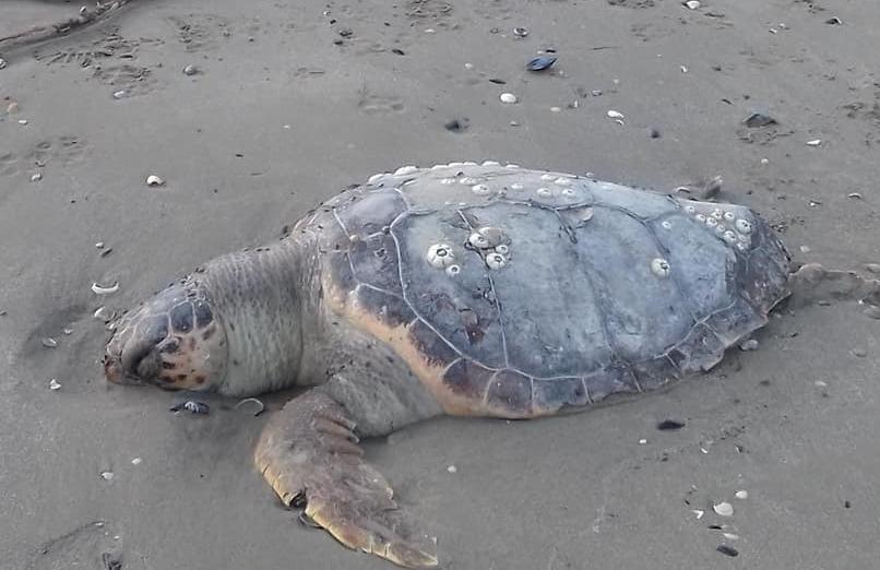 Tartarughe morte in spiaggia