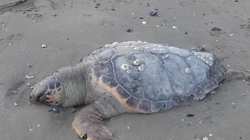 Tartarughe morte in spiaggia
