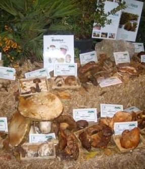 A Putifigari un week end tra “porcini e porcetti” 