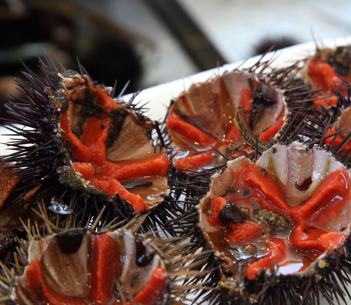 Settemila firme in Sardegna per uno stop di tre anni alla pesca dei ricci 