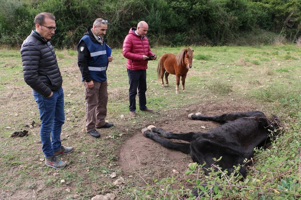 Il cavallo morto nelle campagne di Sorso
