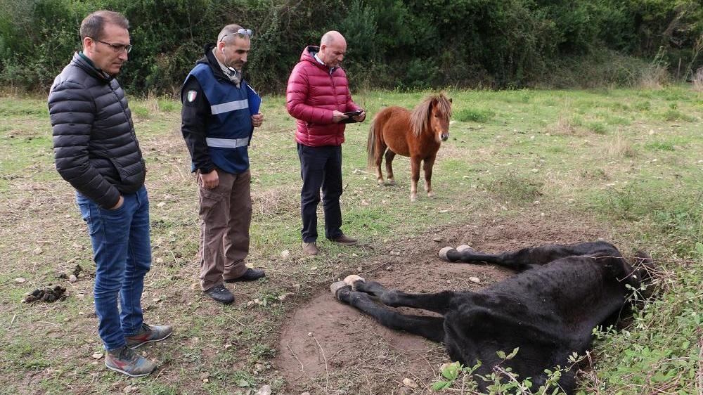 Il cavallo morto nelle campagne di Sorso