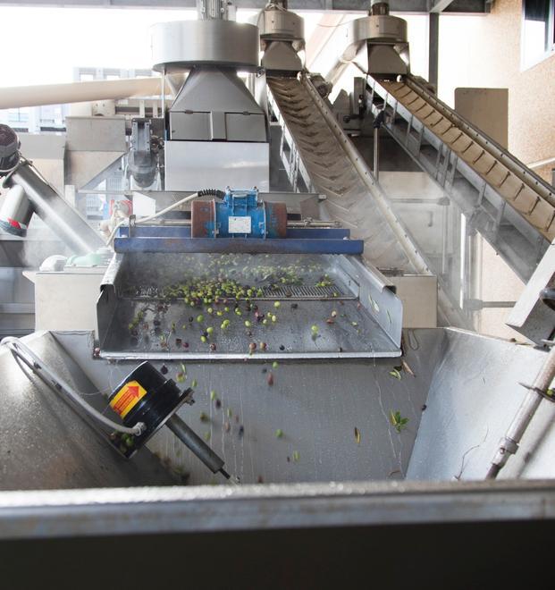Raccolta delle olive due milioni di danni per il maltempo 