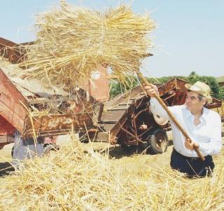 Trebbiatura del grano in un’azienda agricola