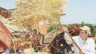 Trebbiatura del grano in un’azienda agricola