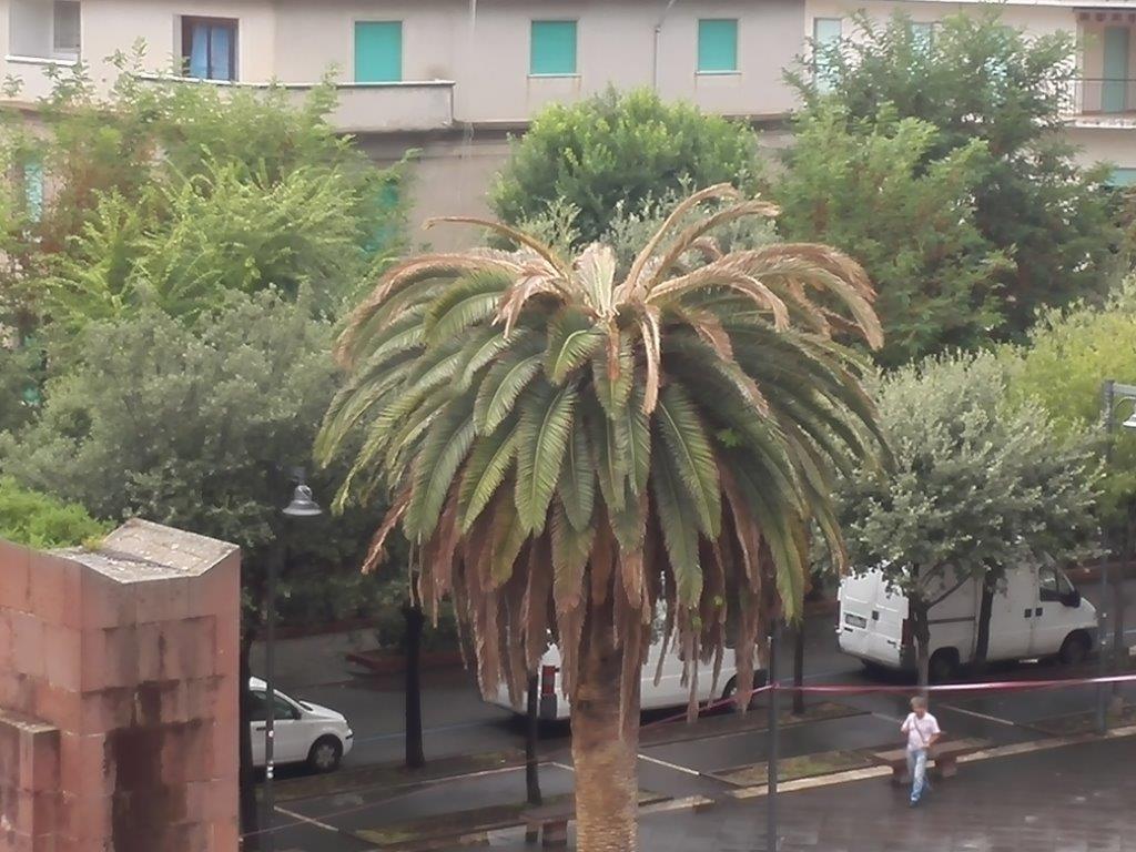 Addio all'ultima palma: l'aspetto di Bosa stravolto dal punteruolo rosso