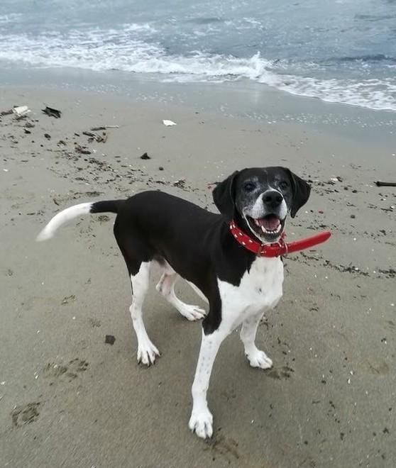 È morto il cane Pepe la mascotte di Tonfano