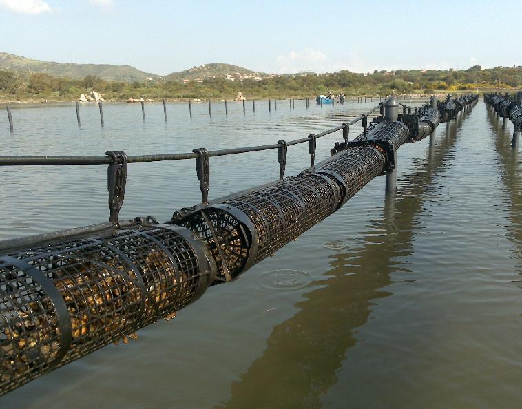 Al via la produzione di ostriche svolta per l’economia del golfo 