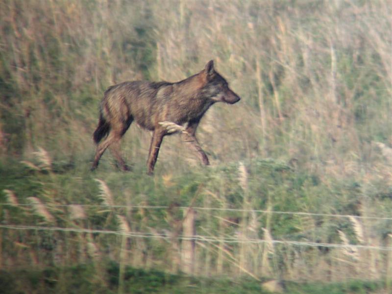 Un lupo fotografato nel parco della Maremma (foto d'archivio)