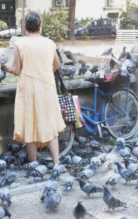 Come nelle grandi città anche a Lamporecchio esplode l’allarme piccioni
