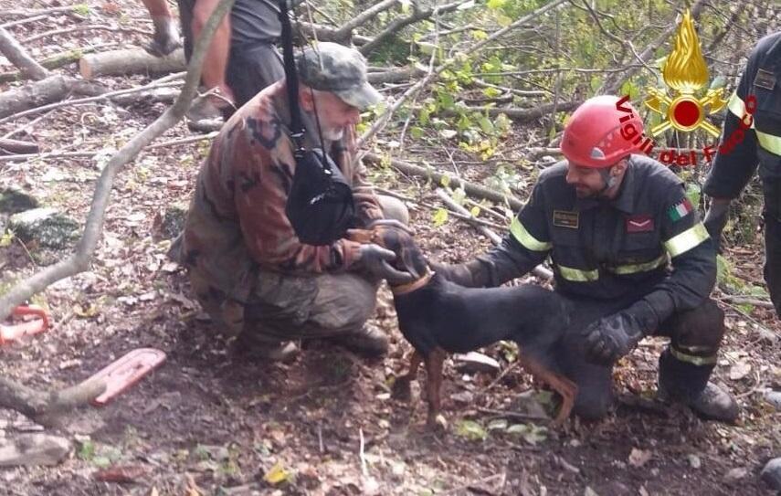 Cane finisce in un cunicolo, salvato dai vigili del fuoco
