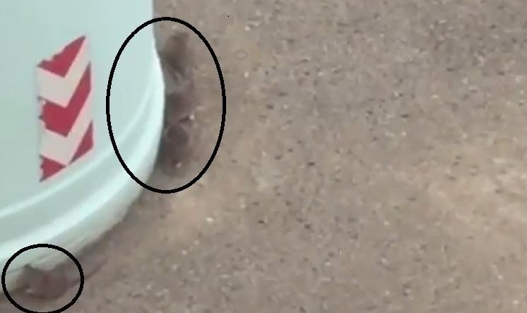Assediati dai topi in via Croce dopo i lavori della nuova strada - Video