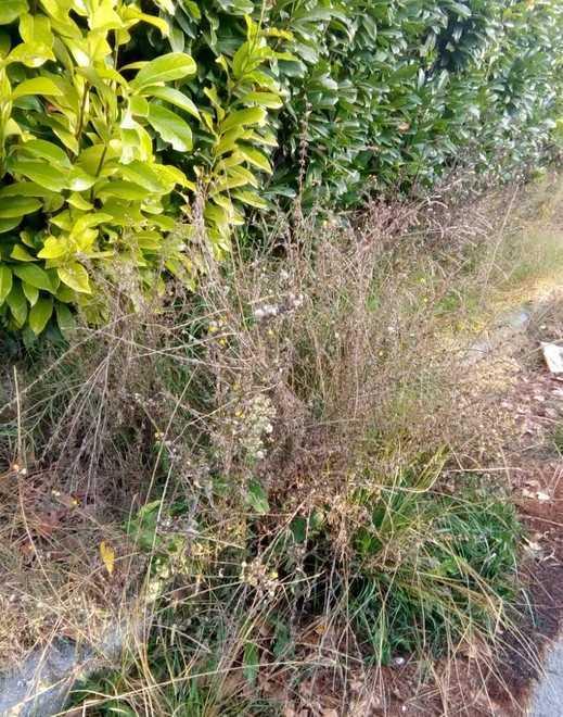 Discariche e erba alta a due passi dal centro Fi: «Una vergogna»