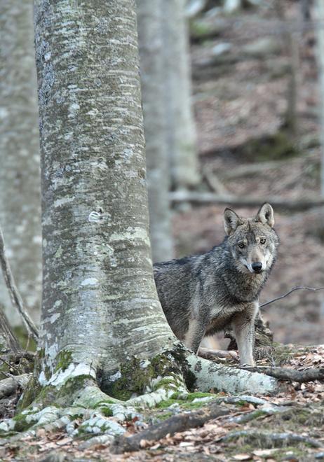 “Sulle tracce del lupo” Filmati delle fototrappole nel parco di Montioni 