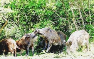 Un branco di cinghiali ai margini di un bosco