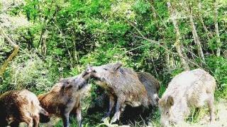 Un branco di cinghiali ai margini di un bosco