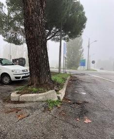 Albero pericoloso e allagamenti continui