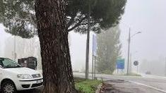 Albero pericoloso e allagamenti continui