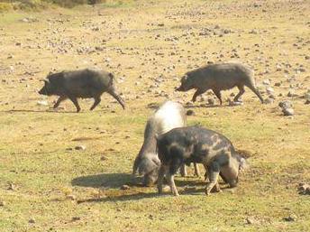  Peste suina africana, Pigliaru a Urzulei 