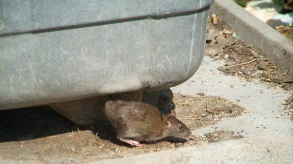 Colonie di topi in città, crescono le segnalazioni