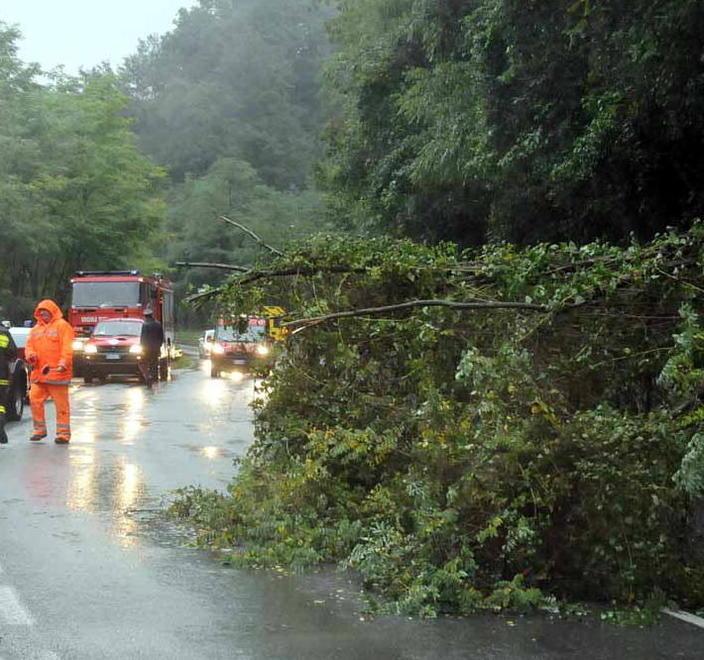 Il sindaco ordina: via le piante troppo vicine alle vie pubbliche 