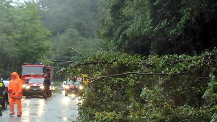 Il sindaco ordina: via le piante troppo vicine alle vie pubbliche