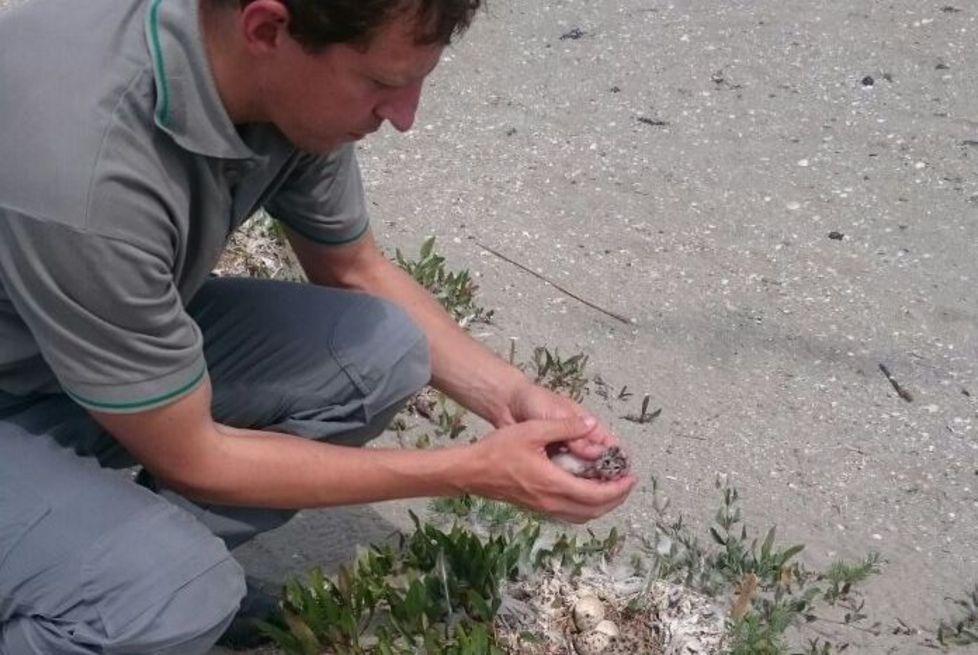 Anche il fratino promuove l’ecosistema dell’Isola dell’Amore 