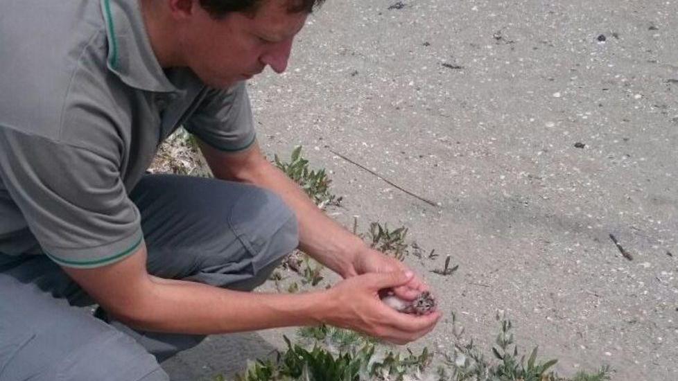 Anche il fratino promuove l’ecosistema dell’Isola dell’Amore