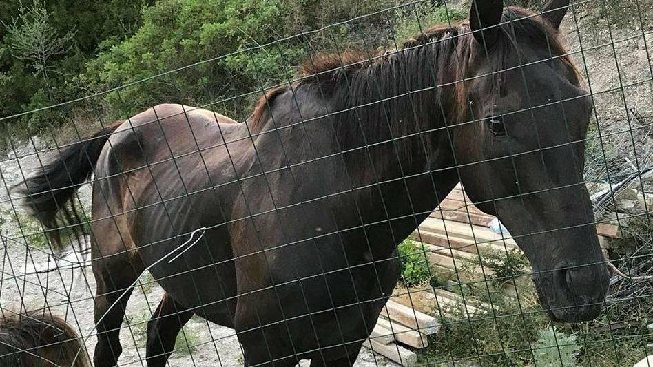 Sorso, il cavallo trovato agonizzante: Furio è stato ucciso da una colica 