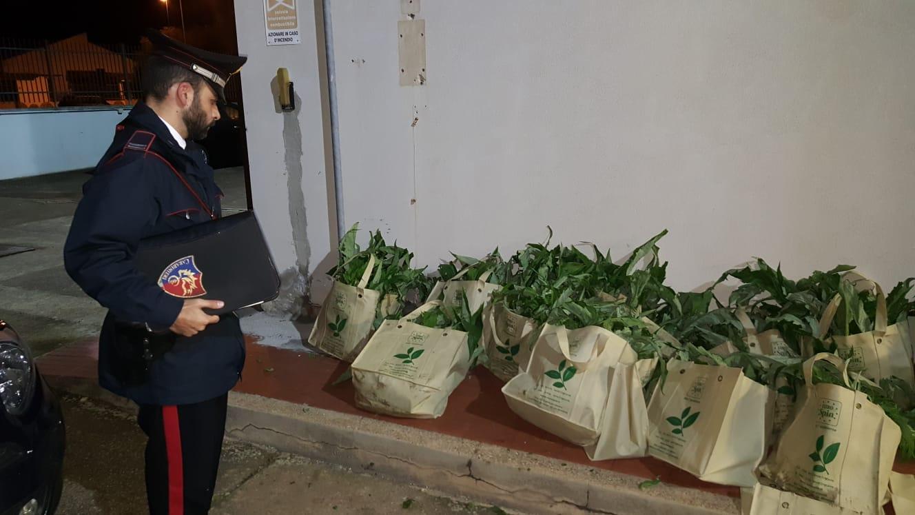 I carciofi rubati durante la notte e pronti per il mercatino (foto Mario Rosas)
