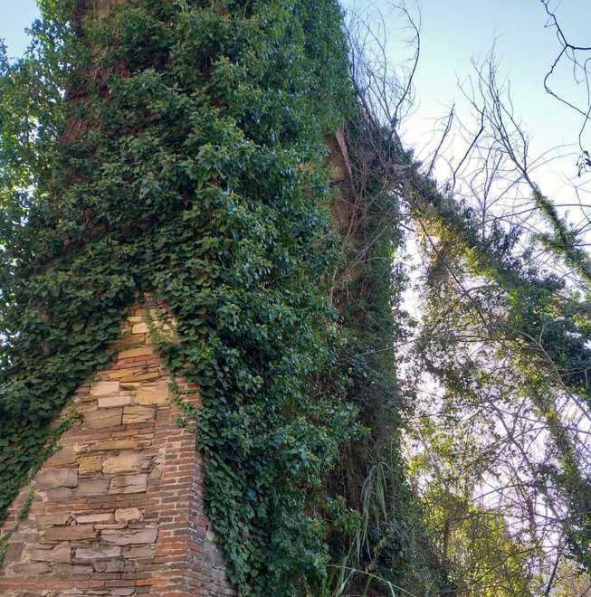 Albero si “appoggia” sull’acquedotto del Nottolini