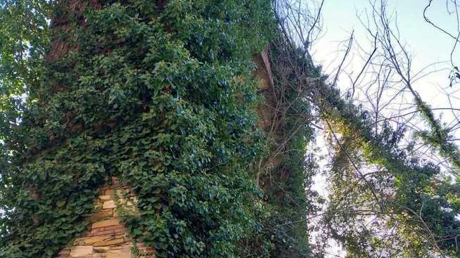 Albero si “appoggia” sull’acquedotto del Nottolini