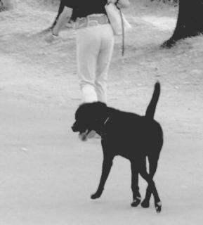 Cane senza guinzaglio sulle Mura