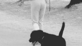 Cane senza guinzaglio sulle Mura