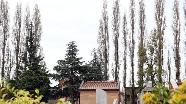 C’è un filare di pioppi da abbattere Al cimitero non si entra