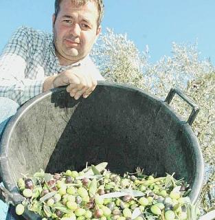 Pretelli alla raccolta delle olive e sopra, la frangitura