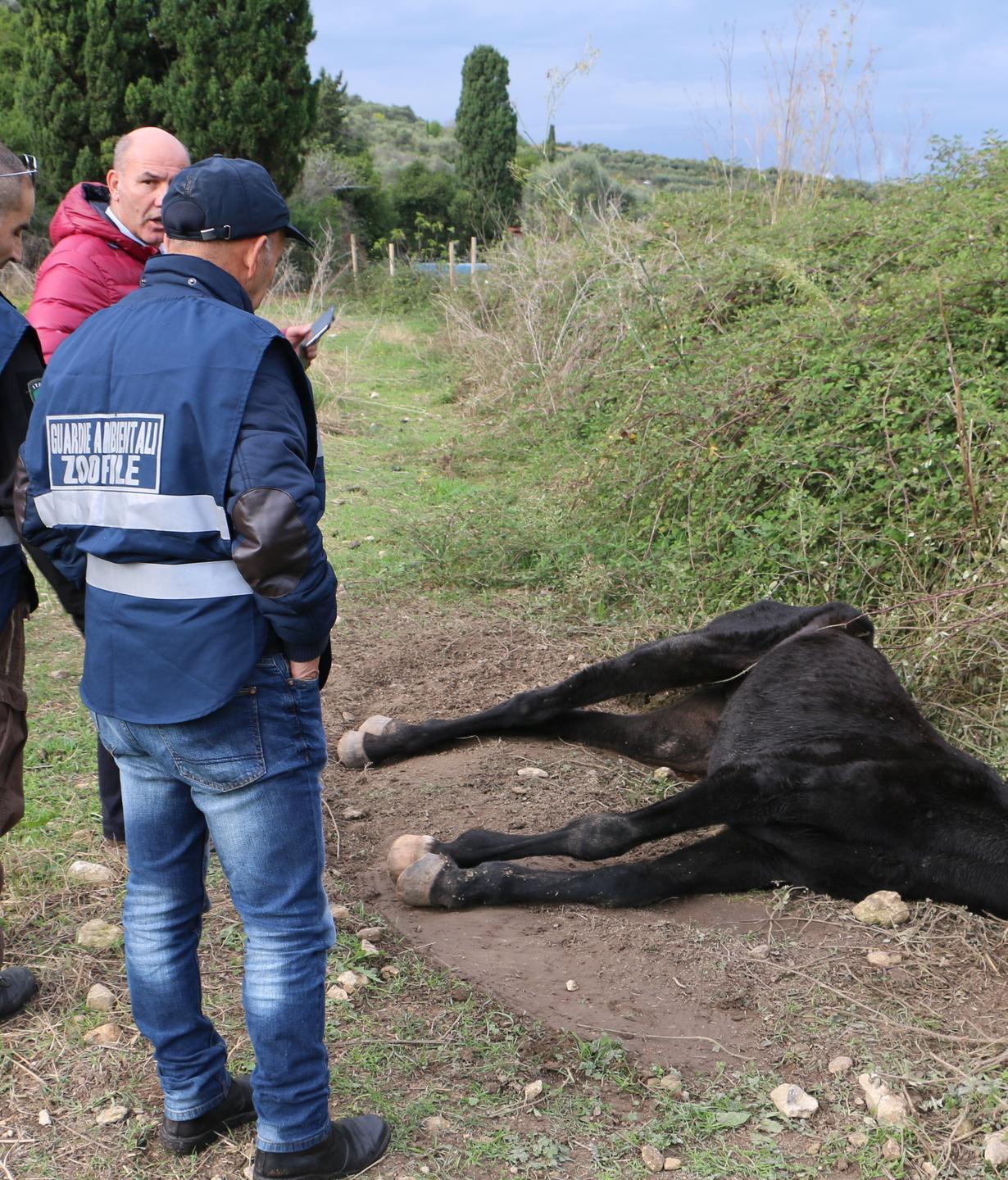 «Esiste l’obbligo di evitare sofferenze»