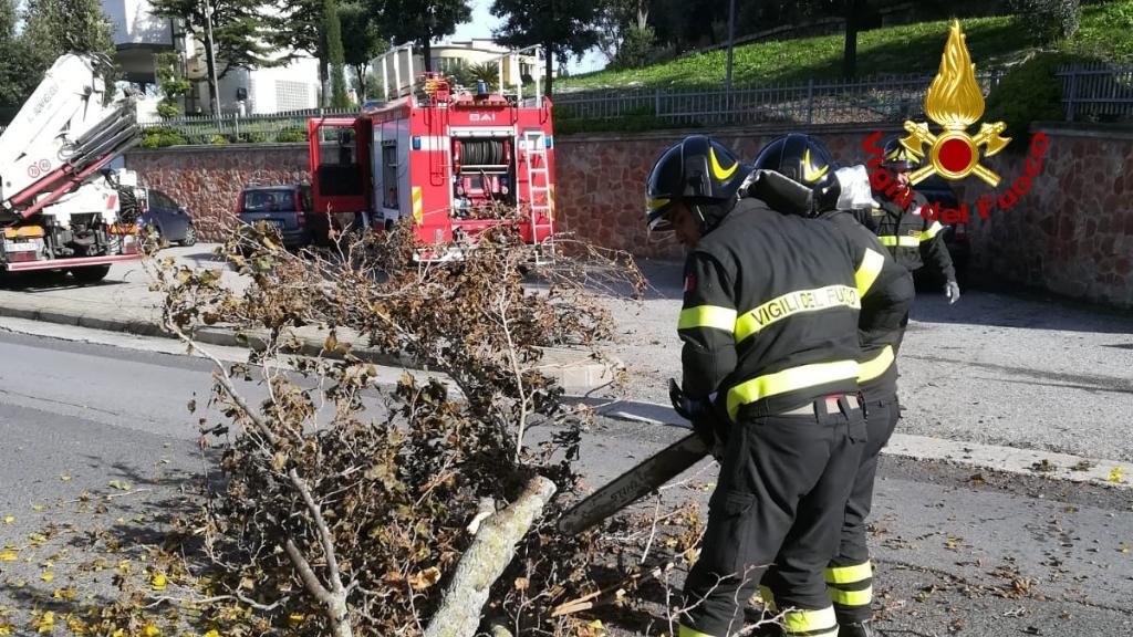 Maltempo a Ozieri, crolla un albero nel centro della strada