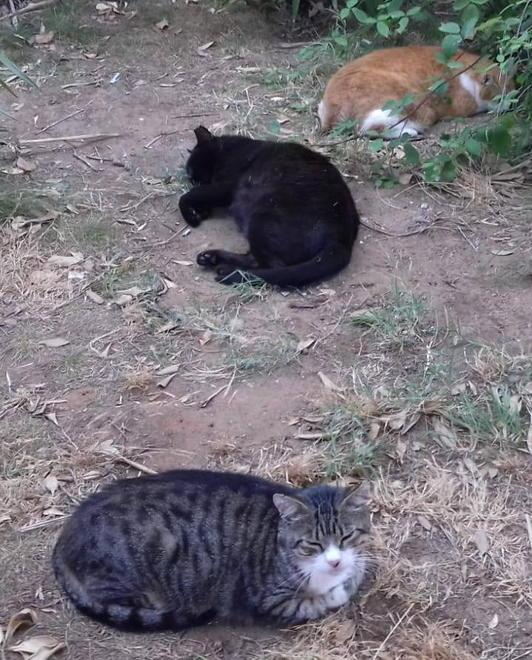 Cani senza guinzaglio Gatto morto ai Diaccioni