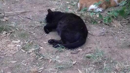 Cani senza guinzaglio Gatto morto ai Diaccioni