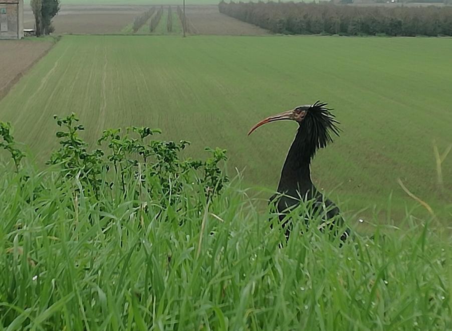 Ibis eremita in viaggio spunta a Porporana 
