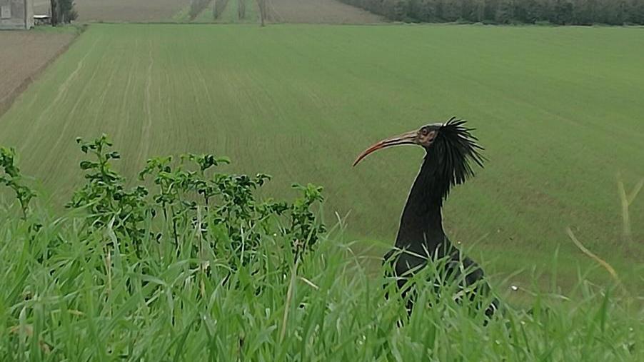 Ibis eremita in viaggio spunta a Porporana